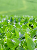 Field of rice growing