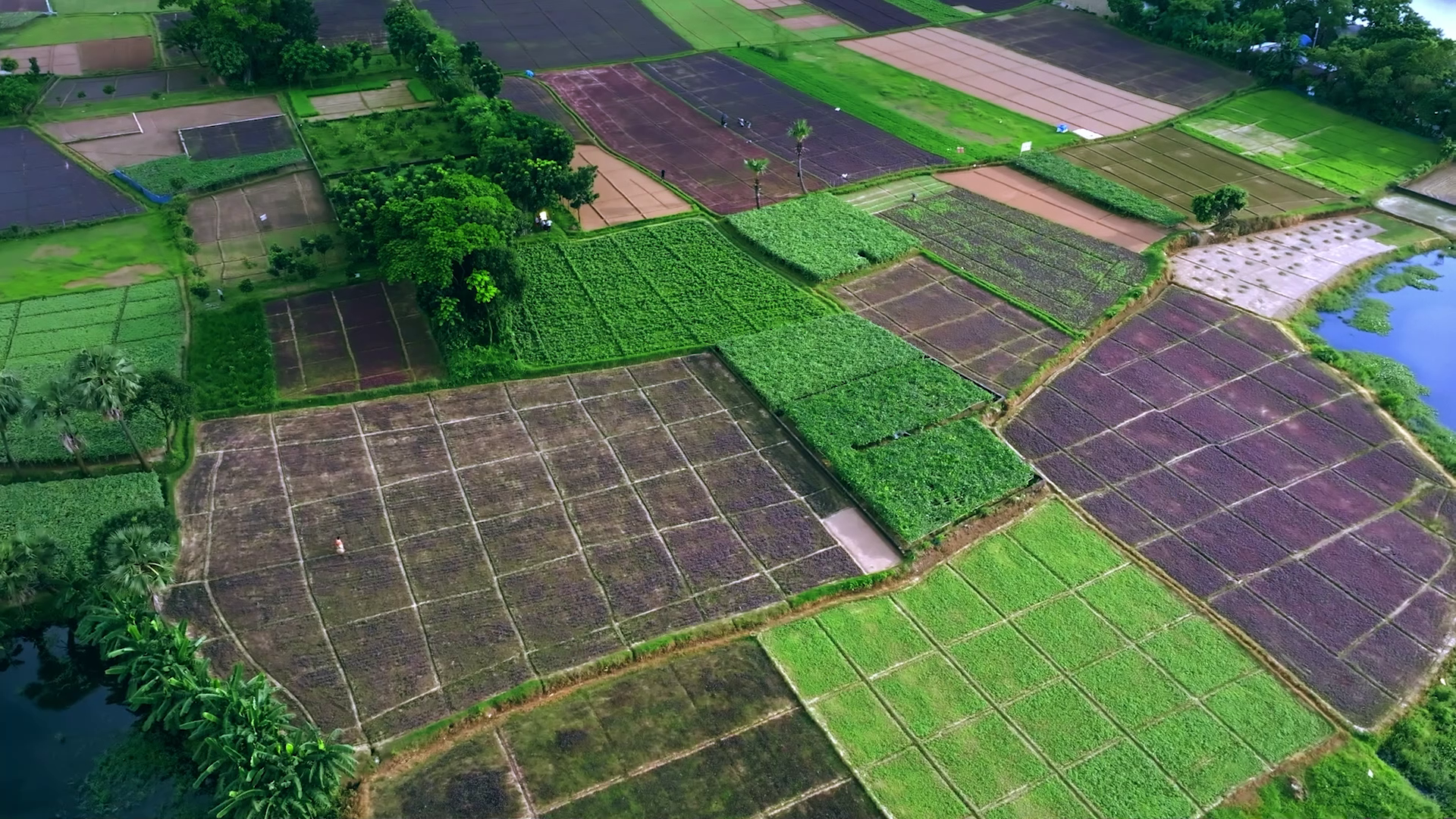 Aerial view of vegetable fields